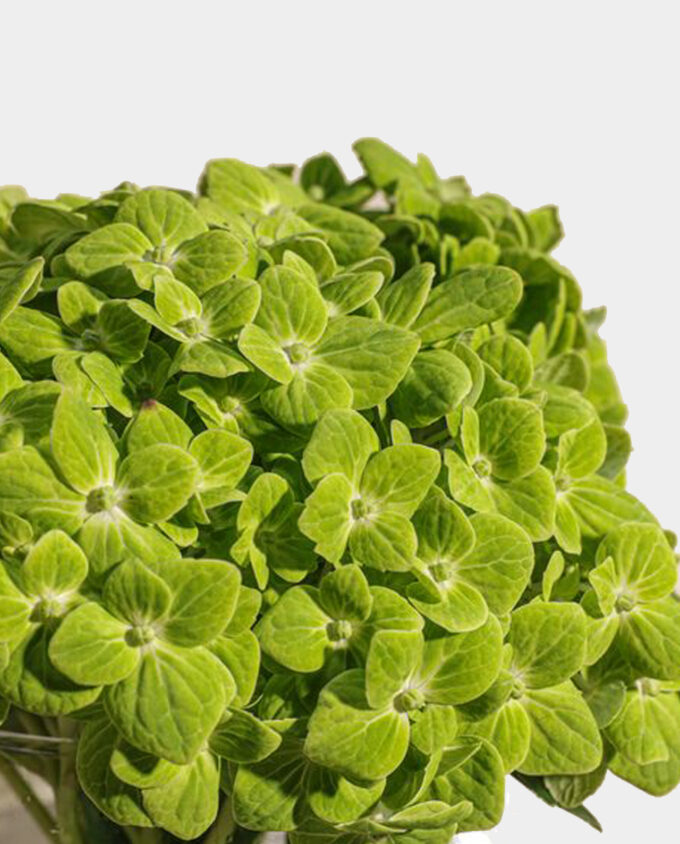 Verdant Embrace Hydrangea Vase - Image 2