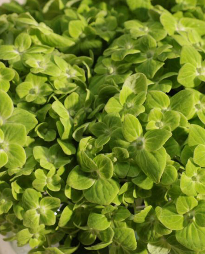 Verdant Embrace Hydrangea Vase - Image 3
