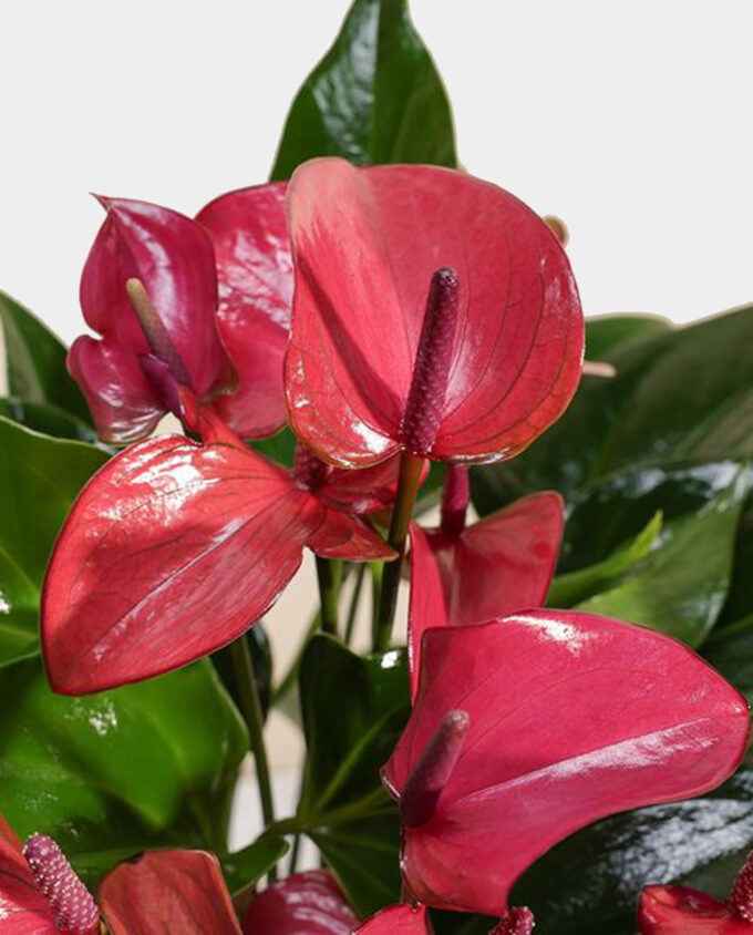 lunar blossom pot