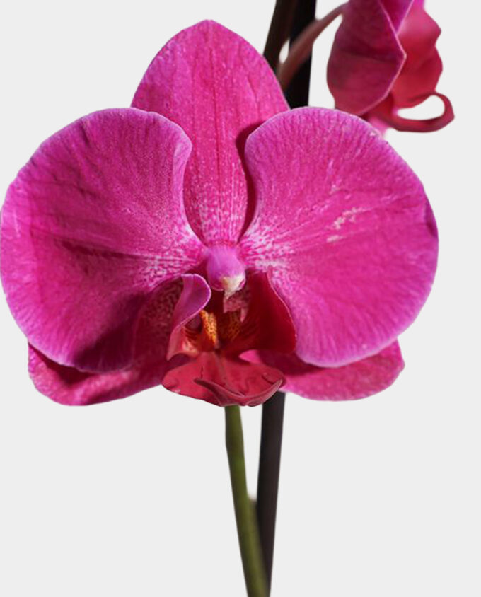 white harmony floral vase