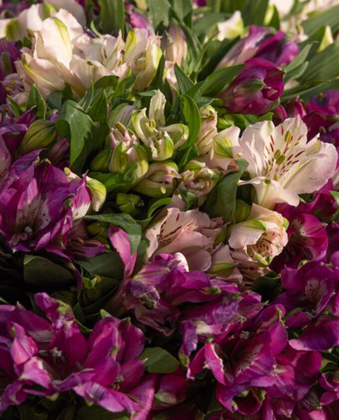 sunny rose delight - Image 2