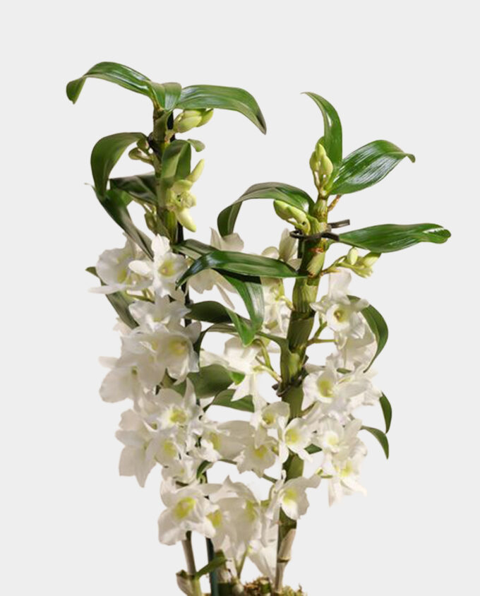 classic white orchid bloom
