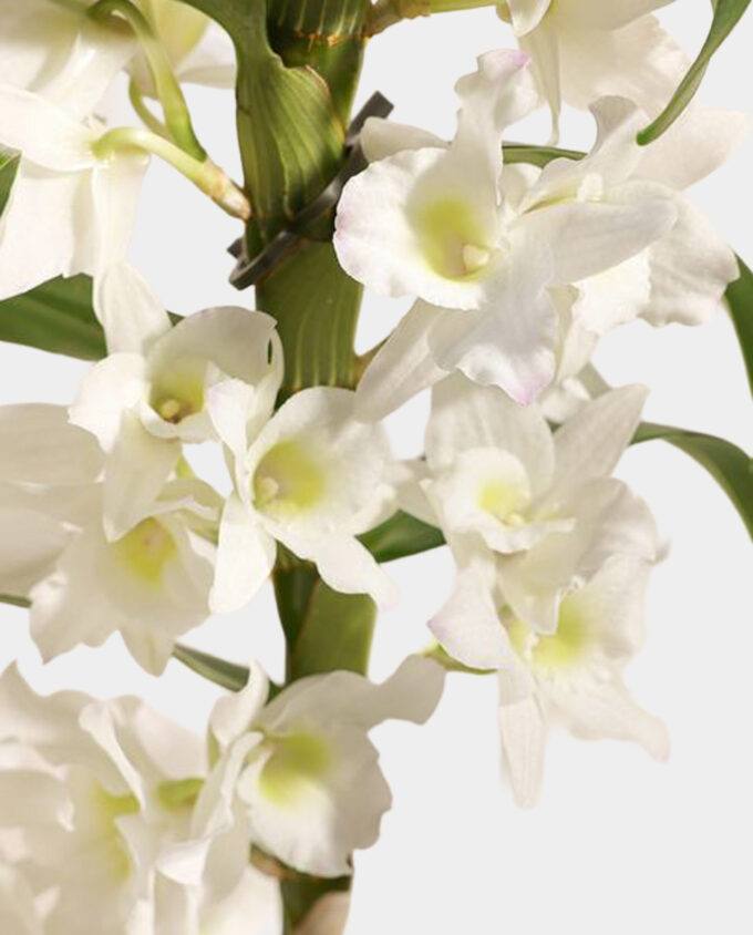 classic white orchid bloom - Image 2