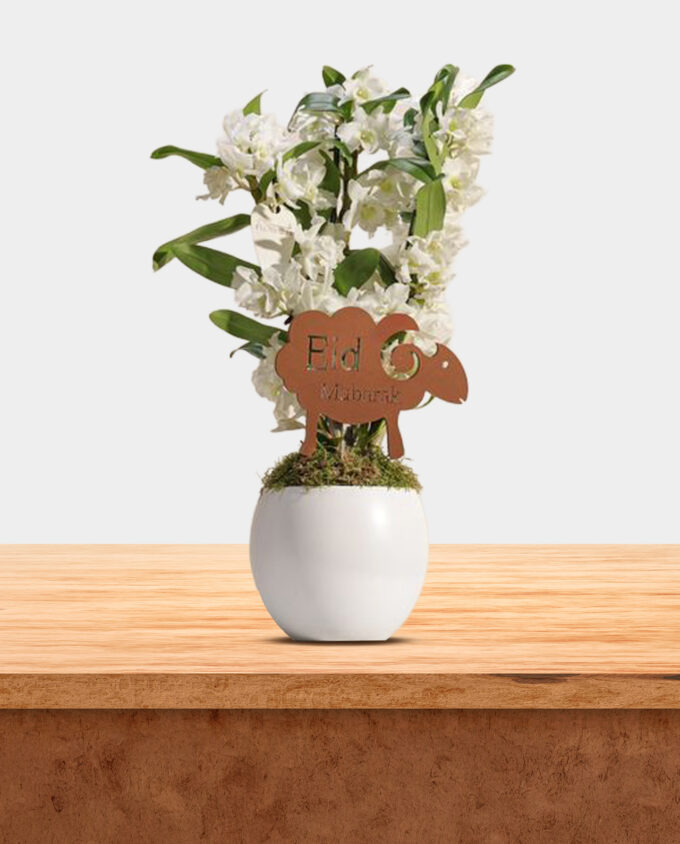 classic white orchid bloom - Image 3