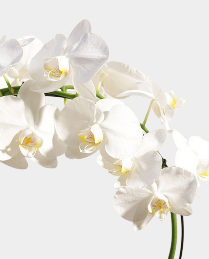 peach orchid bloom pot - Image 2