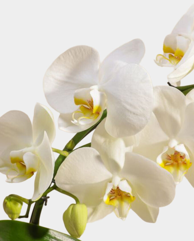 golden qahwa & white rose set - Image 2