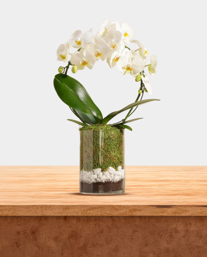 golden qahwa & white rose set - Image 3