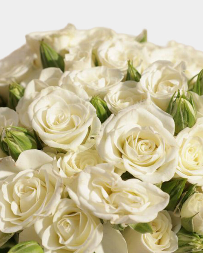 snow kiss baby rose vase